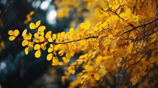 金黄秋叶 枝头绚烂之美