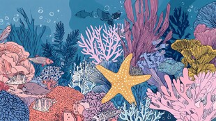 梦幻海底珊瑚与海星世界