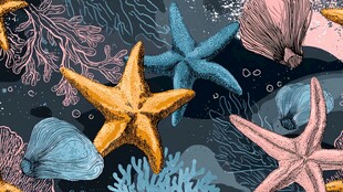 海底海星贝壳珊瑚插画