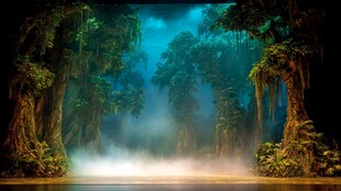 神秘梦幻的热带雨林景观