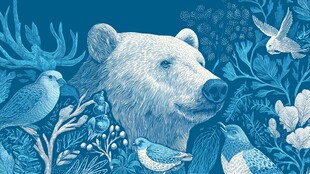 蓝调森林中的动物和谐图景