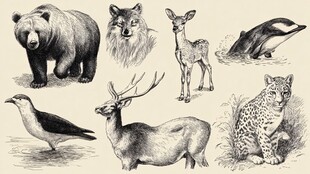 手绘野生动物集合图