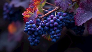 紫葡萄与斑斓叶片的美妙组合