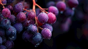 带水珠的紫葡萄特写