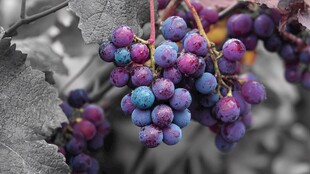 紫葡萄挂枝 色泽诱人