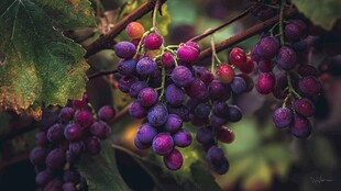 紫葡萄挂藤间果实饱满