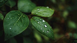 带露绿叶 清新自然的瞬间