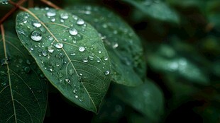 雨润绿叶 水珠晶莹剔透