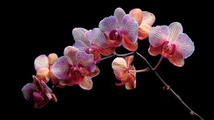 梦幻多彩蝴蝶兰特写