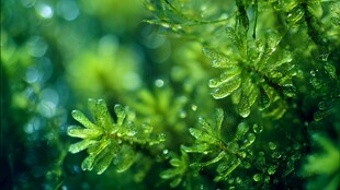 晶莹露珠点缀翠绿植物