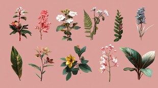 多样花卉绿植集合展示