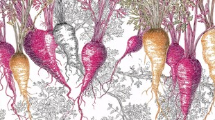 多彩甜菜图案插画