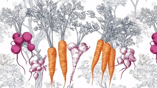 胡萝卜与萝卜的手绘插画