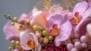 梦幻粉色系花卉特写