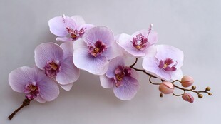 优雅淡紫蝴蝶兰花卉特写