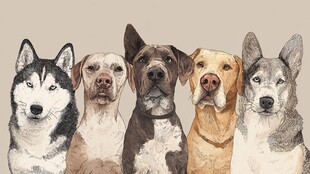 五只萌犬的可爱肖像画