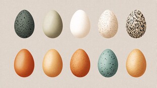 多彩多样的特色禽鸟蛋