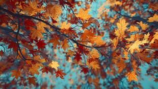 秋日斑斓枫叶枝头美景