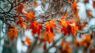 秋意枝头枫叶艳