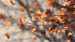 秋日枫叶飘零美景