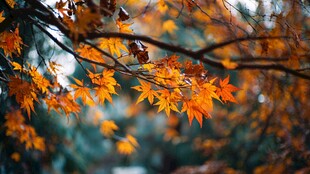 秋日枫叶枝头的绚烂美景