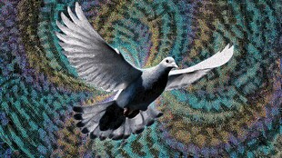 飞翔的白鸽与梦幻背景