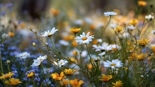 雏菊绽放的多彩花卉世界