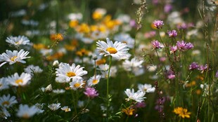 春日野花绽放的美丽景致
