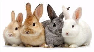 四只可爱兔子同框