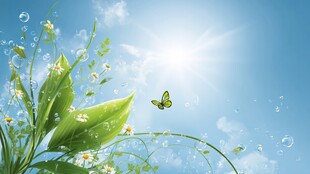 春日蝶舞花草蓝天美景