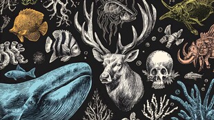 海洋陆地生物奇幻插画