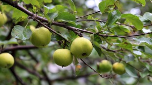 青苹果挂枝头绿意盎然