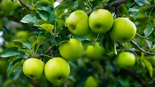 青苹果挂满枝头