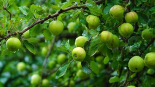 青苹果挂满枝头生机盎然