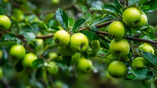 青苹果挂枝头清新画面