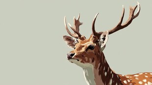 优雅梅花鹿的生动特写