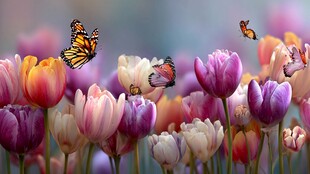 郁金香丛中飞舞的斑斓蝴蝶