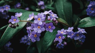 带露紫花绽放绿叶间