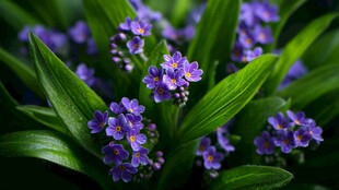 紫花绿叶的美丽花卉特写