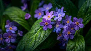 紫花绿叶 清新美丽的花卉