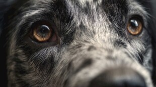 狗狗深情眼眸特写