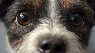 小狗深情凝视特写