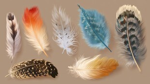 多彩羽毛展示 自然之美