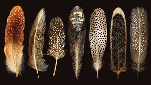 多样精美鸟类羽毛展示