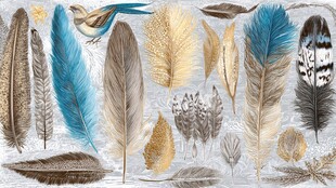 多彩羽毛与小鸟装饰图案