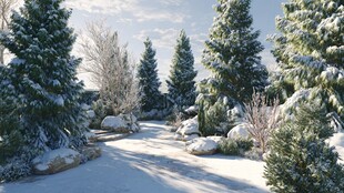 冬日雪覆松柏林景观