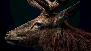 麋鹿特写 野性与优雅并存