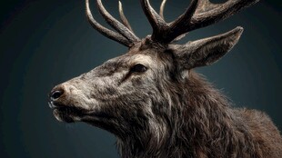 威严麋鹿头像特写