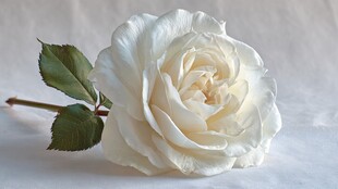 白玫瑰特写 优雅纯净之美