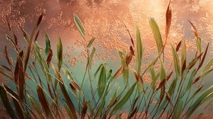 阳光下的摇曳水草